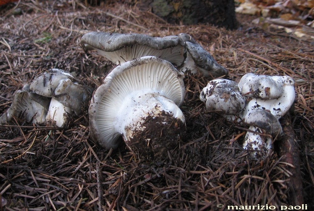 Ci siamo quasi.....(Hygrophorus marzuolus)